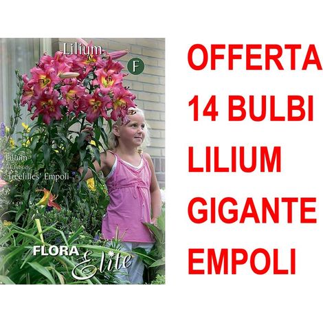 OFFERTA 14 BULBI LILIUM GIGANTE EMPOLI BULBS BULBES