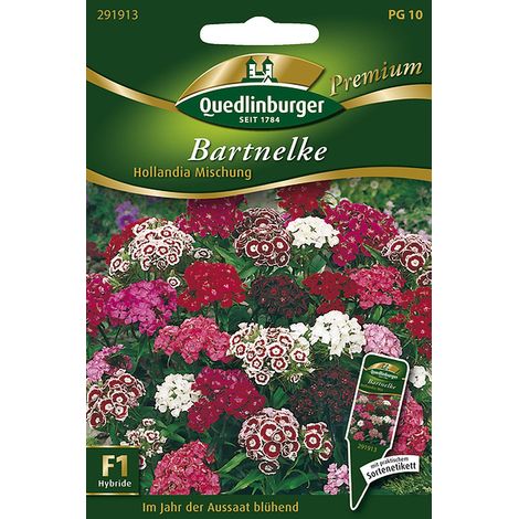 Quedlinburger Bartnelke Hollandia Mischung F1 - Hybride - Blumensamen