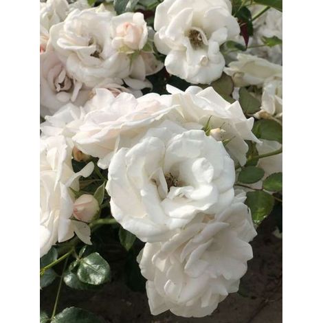 Rosa 'Aspirin-Rose' - Rosier en pot