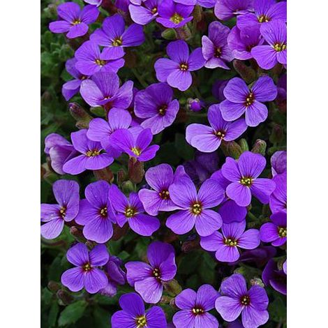 Aubriète 'Hamburger Stadtpark' Godet de 8/9 cm (1/3)