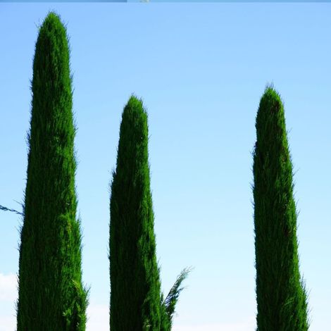 Cyprès d'Italie Stricta, Cyprès de Provence/Pot de 50L - 300/350 cm (1/4)