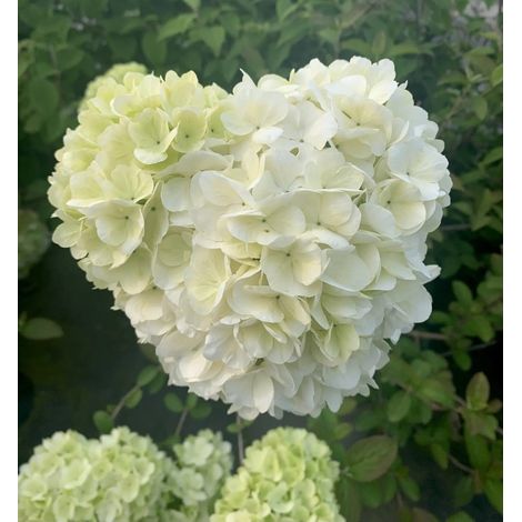 Gardenaria Viburno - Viburnum 'Macrocephalum' - Arbusto ornamentale da giardino - Altezza: 50/70 cm (vaso19) (1/5)