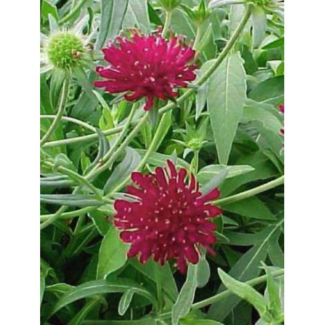 Petite scabieuse de Macédoine Pot de 2L/3L