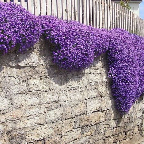 Thym Rampant Rouge – Couvre-Sol Résistant – Jardin