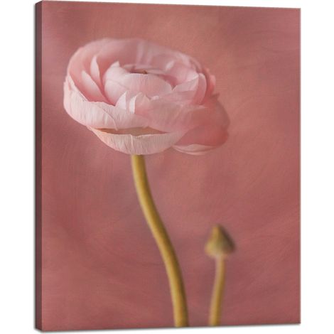 Stampa su tela Botanica Peonia rosa 40x50 cm