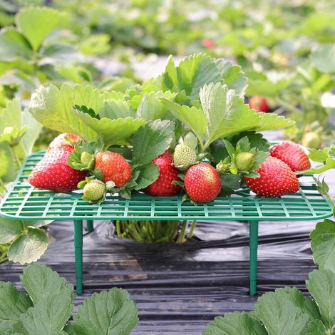 Lot de 10 supports carrés pour fraises de jardin - Support de fraises - Cadre de culture (1/5)