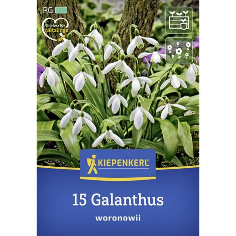 Kiepenkerl Herbstblumenzwiebel Schneeglöckchen 15 Stück (1/2)