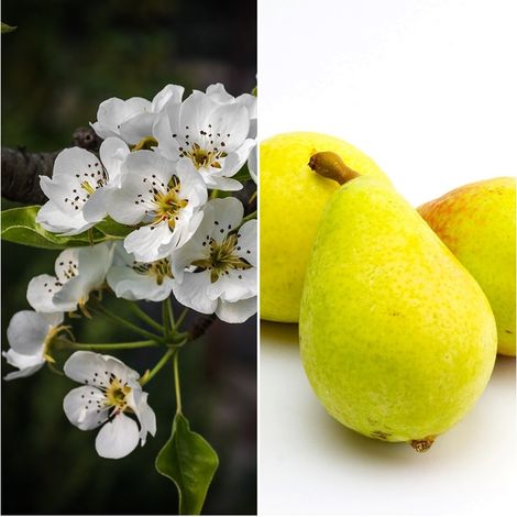Planta Frutal Peral Pera Limonera. 80 - 100 Cm