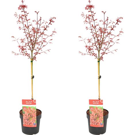 Bloomique - Lot de 2 - Acer Palmatum Shaina - Érable du Japon sur tronc - Plantes de jardin - Arbre - Rustique - 80-100 cm de haut - Pot 19 cm