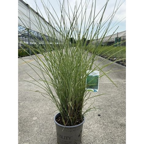 Gardenaria Miscanthus sinensis 'Morning Light' - Graminacea ornamentale da esterno - Altezza: 60 cm (vaso 17)