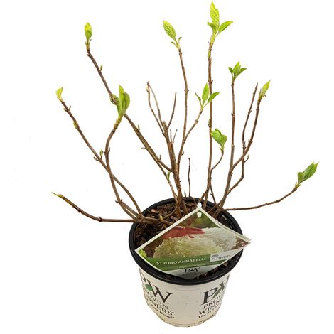 Hortensia Arbustif Strong Annabelle - Hydrangea Arborescens - Pot Ø19cm - Hauteur 30cm - PANGIVO (1/4)