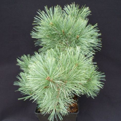 Pin blanc nain Radiata, Pinus/Pot de 3L - 20/40 cm