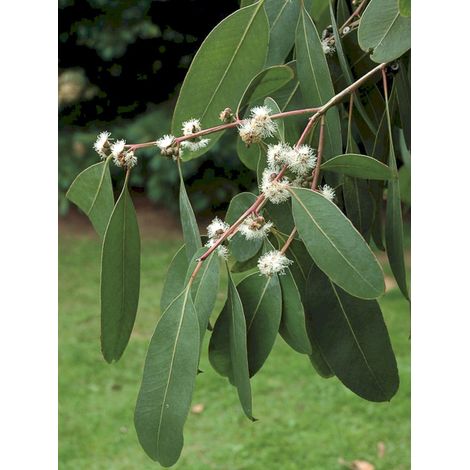 Gommier d'Oleo Pot de 4L/5L (1/2)