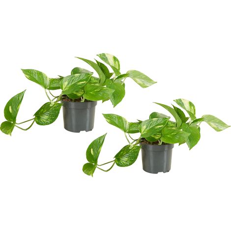 Bloomique - Lot de 2 - Scindapsus Aureum - Pothos doré - Plante suspendue - Plante d'intérieur - Plante grimpante - Facile d'entretien - Purificatrice d'air - Hauteur 10-20 cm - Pot 12 cm (1/5)