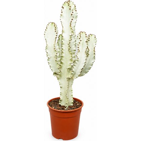 Gardenaria Euphorbia ingens variegata - Pianta da interno ornamentale - Altezza: 55 cm (vaso 20) (1/5)