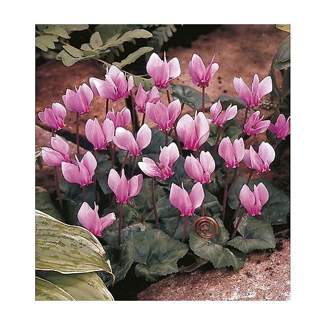 Cyclamen de Naples rose – Lot de 3 bulbes – Floraison hivernale – Cal. 13+ pour jardin d'hiver – Fabre Graines