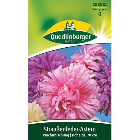 Quedlinburger Saatgut – Reine-marguerite « Plume d'autruche », mélange – Graines de fleurs, fleurs doubles, hauteur 50 cm (1/2)