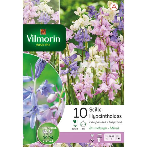 Vilmorin Scilla Campanule en Mélange (x10) (1/2)