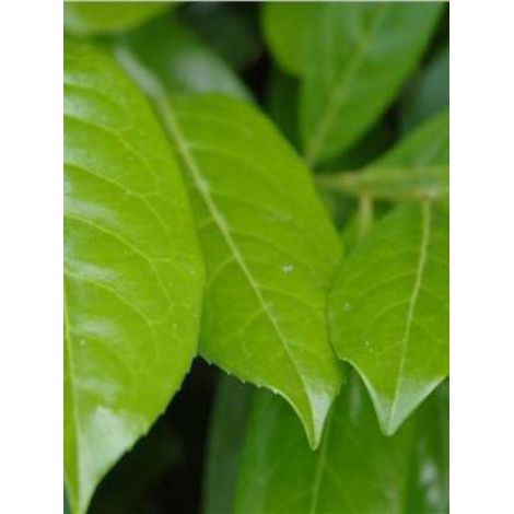 Laurier-Cerise, Laurier palme 'Novita' Pot de 4L/5L (1/3)