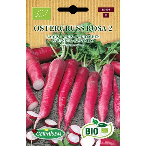 Graines Radis OSTERGRUSS ROSA 2 Multicolore