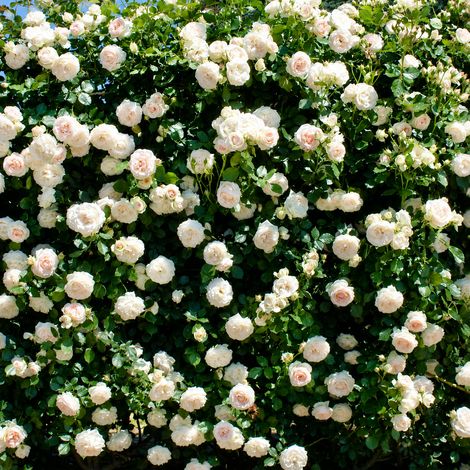 Gardenaria Rosa rampicante 'Palais Royal' - Rosa da giardino - Altezza: 100/120 cm (vaso20) (1/2)