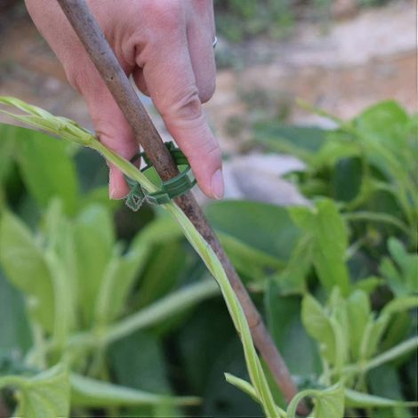 200 pinces à plantes, pinces à tomates, pinces à treillis, pour concombres, courges et autres plantes grimpantes (1/4)