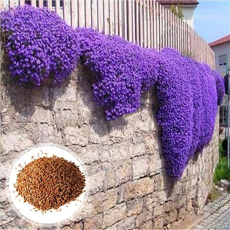 Lot de 10 000 graines de thym rampante violet – Plantes décoratives et aromatiques, vivaces, couvre-sol pour jardin et pots, attire pollinisateurs