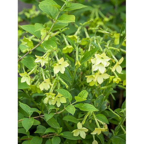 Tabac d'ornement 'Lime Green ' le sachet de 1300 graines (0,25g) (1/2)
