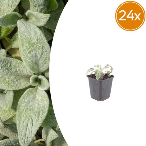24x Stachys byzantina 'Silver Carpet' Plante Vivace Couvre-sol Feuillage Gris Argenté Pot Ø 9 cm - PANGIVO (1/5)