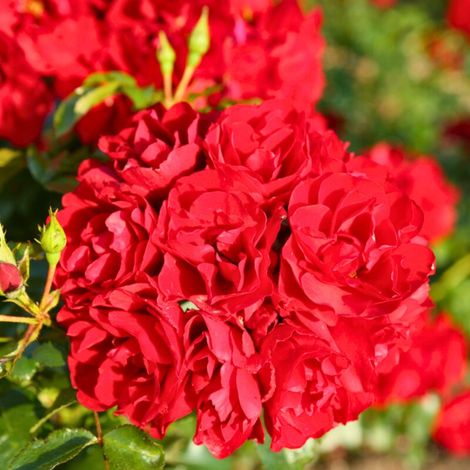 Gardenaria Rosa 'Red Mirato' - Rosa da giardino - Altezza: 25/30 cm (vaso15) (1/3)