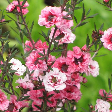 Leptospermum Martini, Arbre à thé/Pot de 3L - 20/40 cm