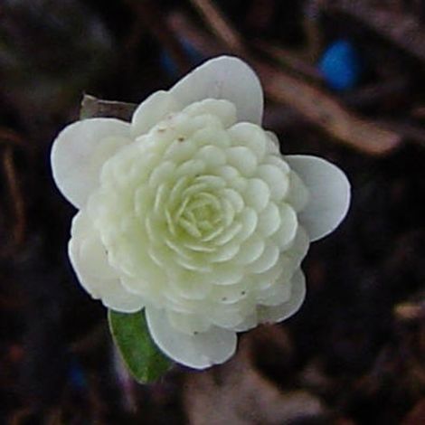 4 x Saponaire officinale 'Alba Plena' - godet 9x9 cm (1/5)