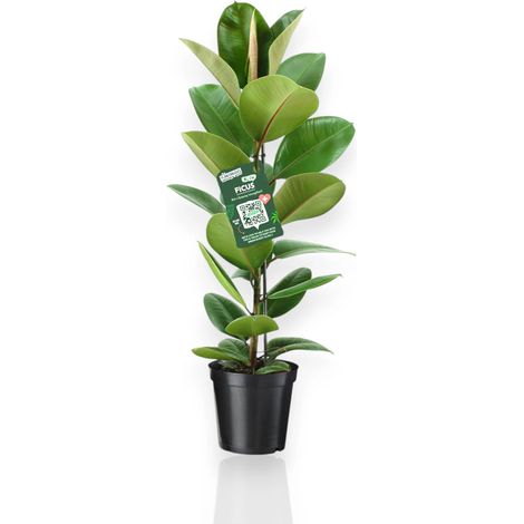 Gardenaria Ficus elastica 'Robusta' - Pianta da interno ornamentale - Altezza: 120 cm (vaso 24) (1/5)