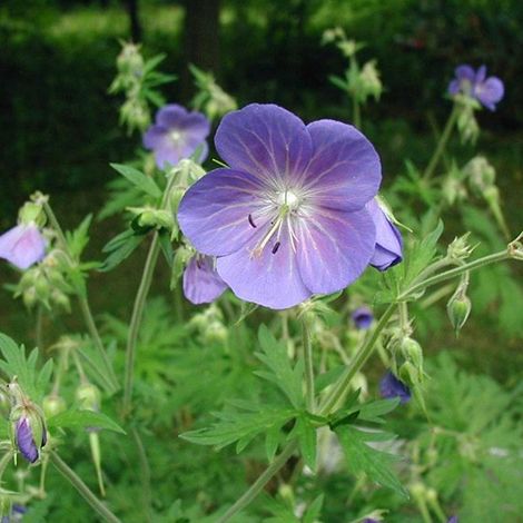 4 x Géranium vivace des près - Geranium pratense - godet 9x9 cm (1/5)