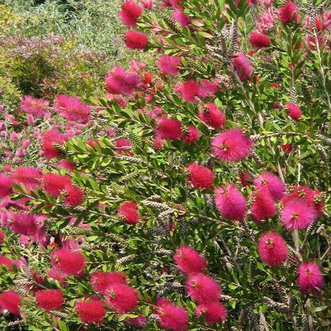 Rince-bouteilles Hot Pink® 'KK01', Callistemon/Pot de 7,5L - 40/60 cm (1/5)