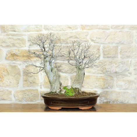Bonsai di Olmo Campestre a due tronchi (62) (1/5)