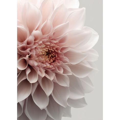 Tableau sur toile dahlia décoratif 65x97 cm - Impression sur Toile Murale Décorative - Image imprimée en HD sur Toile - Toile sur Châssis en Bois FSC - Fabriqué en France (1/5)
