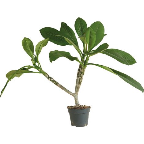 Bloomique - Plumeria Frangipanier - Arbre du Temple - Plantes d'intérieur fleuries - Fleurs merveilleusement parfumées - Purificateur d'air - Hauteur 60-70 cm - Pot 17 cm
