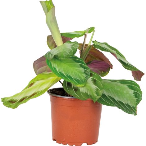 Bloomique - Maranta Silverband - Plante priante - Plante suspendue - Dépolluante - Sans danger pour les animaux - Hauteur 10-20 cm - Pot 12 cm