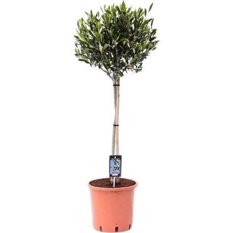 Olivier d’ornement en pot 22 cm Hauteur 100 cm Feuillage vert brillant pour jardin et terrasse - PANGIVO (1/4)
