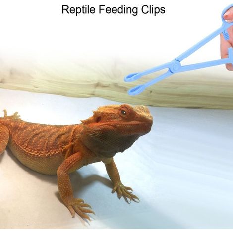 Pince d'alimentation pour reptiles - FAFEICY - 19 cm - Plastique durable - Tête ronde - Poignée antidérapante (1/4)