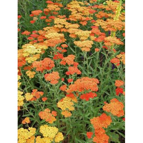Achillée millefeuille 'Feuerland' Godet de 8/9 cm