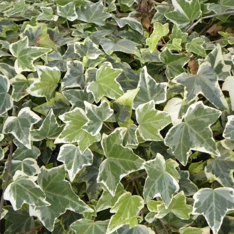 Lierre des bois Glacier/Godet - 5/20 cm