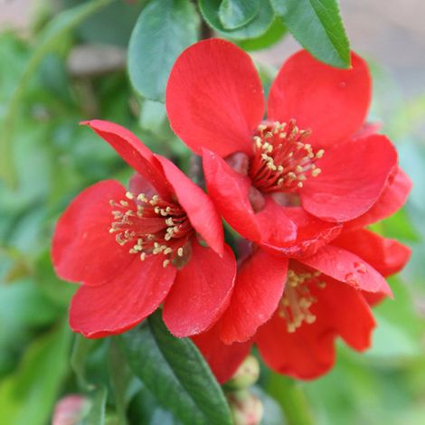 Cognassier du Japon 'Crimson And Gold' - 30-40 cm pot