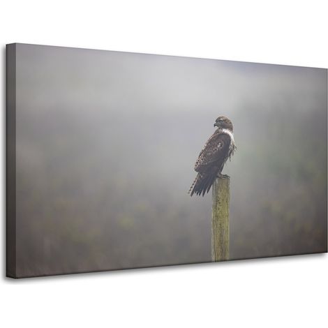 Leinwanddruck Tiere Vogel Falke 100x60 cm