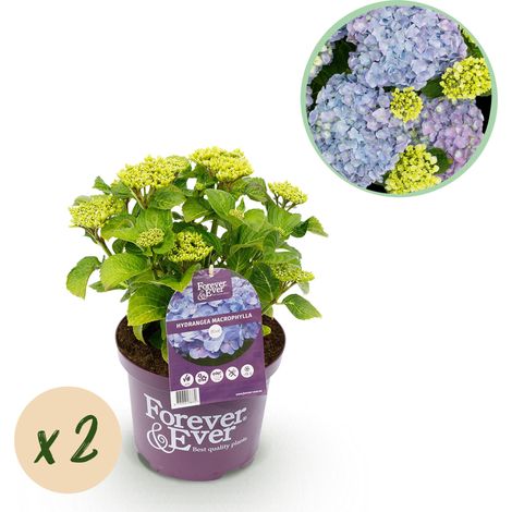 Lot de 2 Hortensias Hydrangea Macrophylla Forever & Ever Bleu Pot 23cm Hauteur 55cm - PANGIVO (1/5)