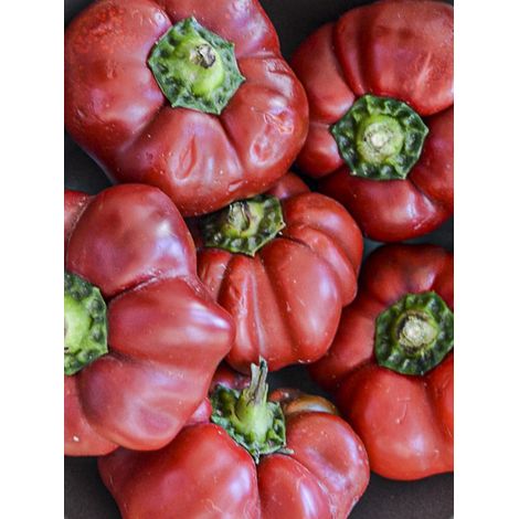 Piment 'Tomate' le sachet de 30 graines environ