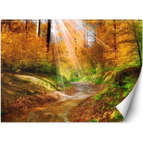 Fototapete Herbst Wald Natur Landschaft 150x105 cm (1/5)