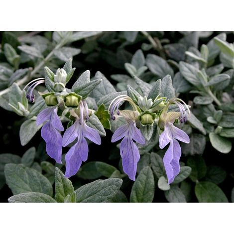 Gardenaria Teucrium fruticans - Arbusto ornamentale da giardino - Altezza: 35/45 cm (vaso 18) (1/5)