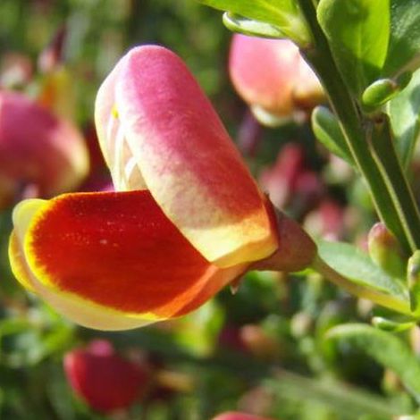 Genêt - Cytisus 'Maria Burkwood' - 40-60 cm pot (1/5)